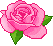 pink rose